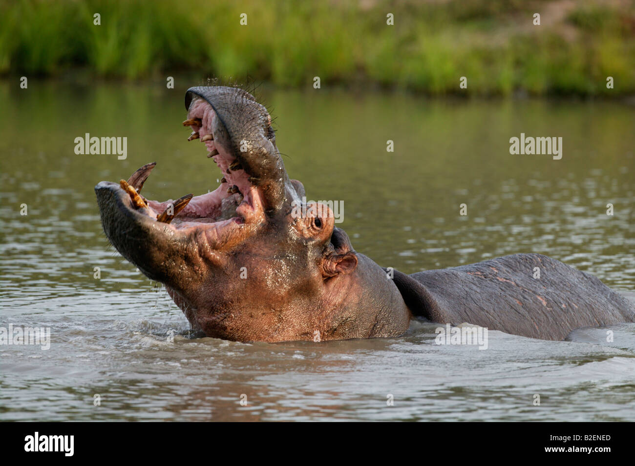 Le bâillement d'hippopotame Banque D'Images