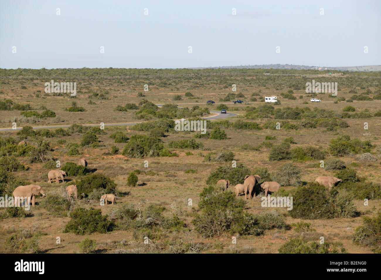 Une vue panoramique des éléphants le pâturage dans l'Addo Elephant parc avec des véhicules de tourisme dans la distance. Banque D'Images