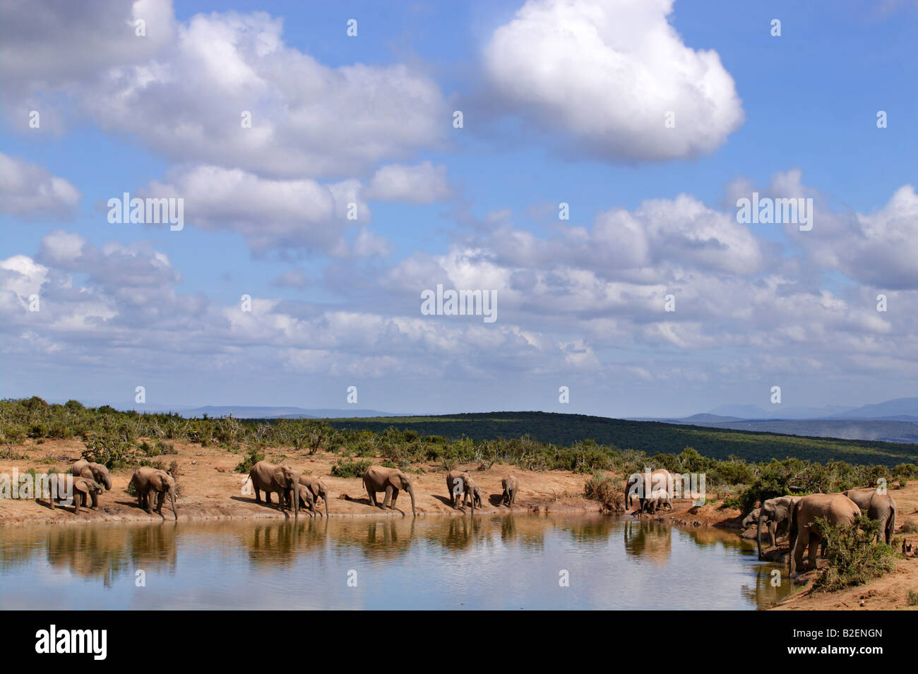 Une vue panoramique à l'éléphant de boire du bord d'un étang dans le parc national Addo Banque D'Images