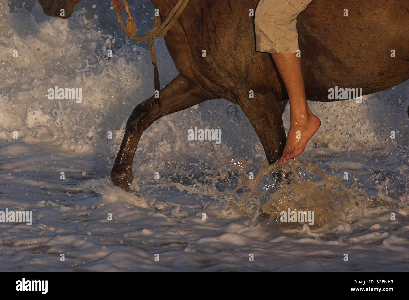 Résumé du cheval et du cavalier dans le surf Banque D'Images