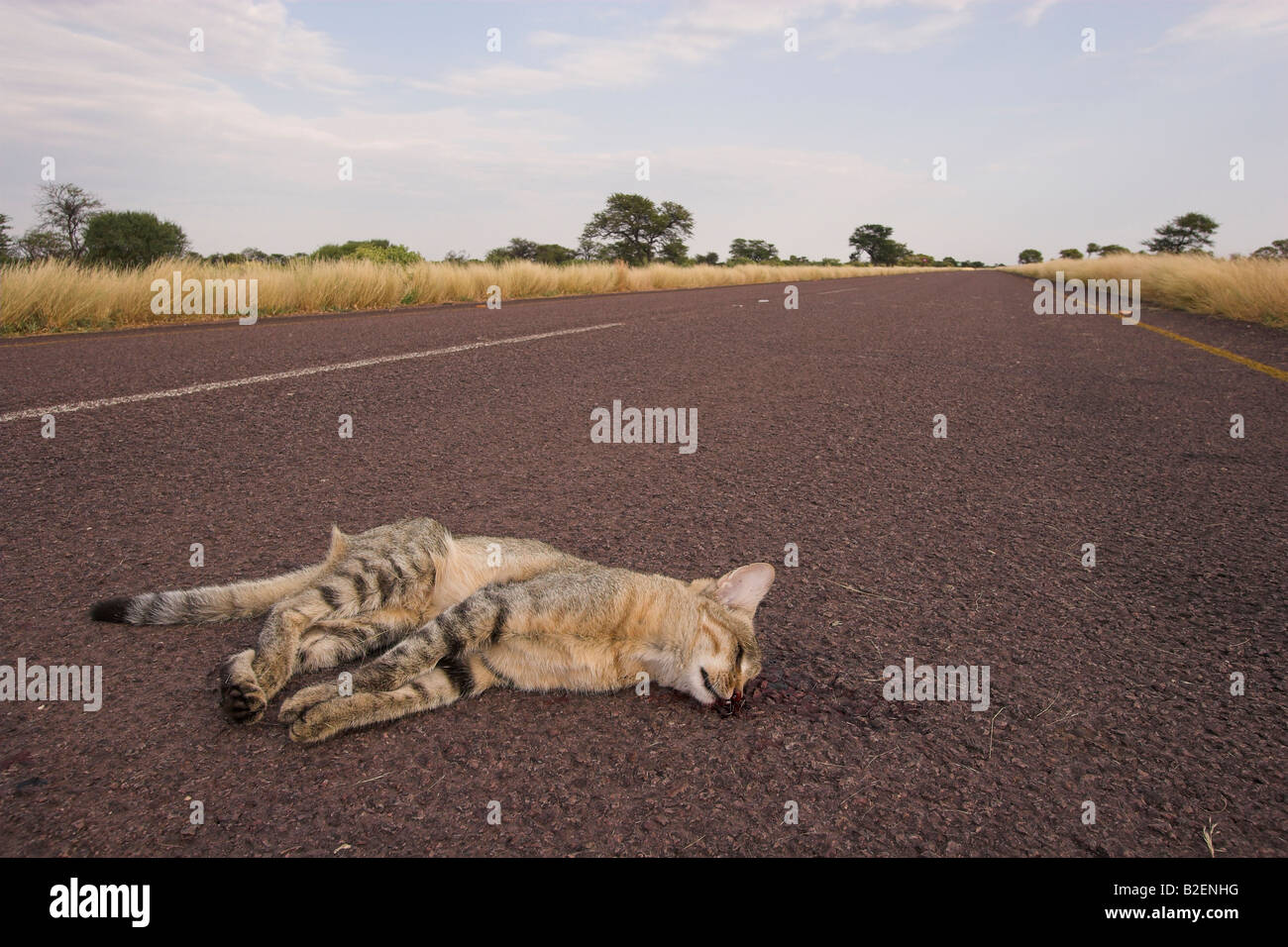 Chat Sauvage D Afrique Tue Par Une Voiture Gisant Mort Sur La Route Photo Stock Alamy