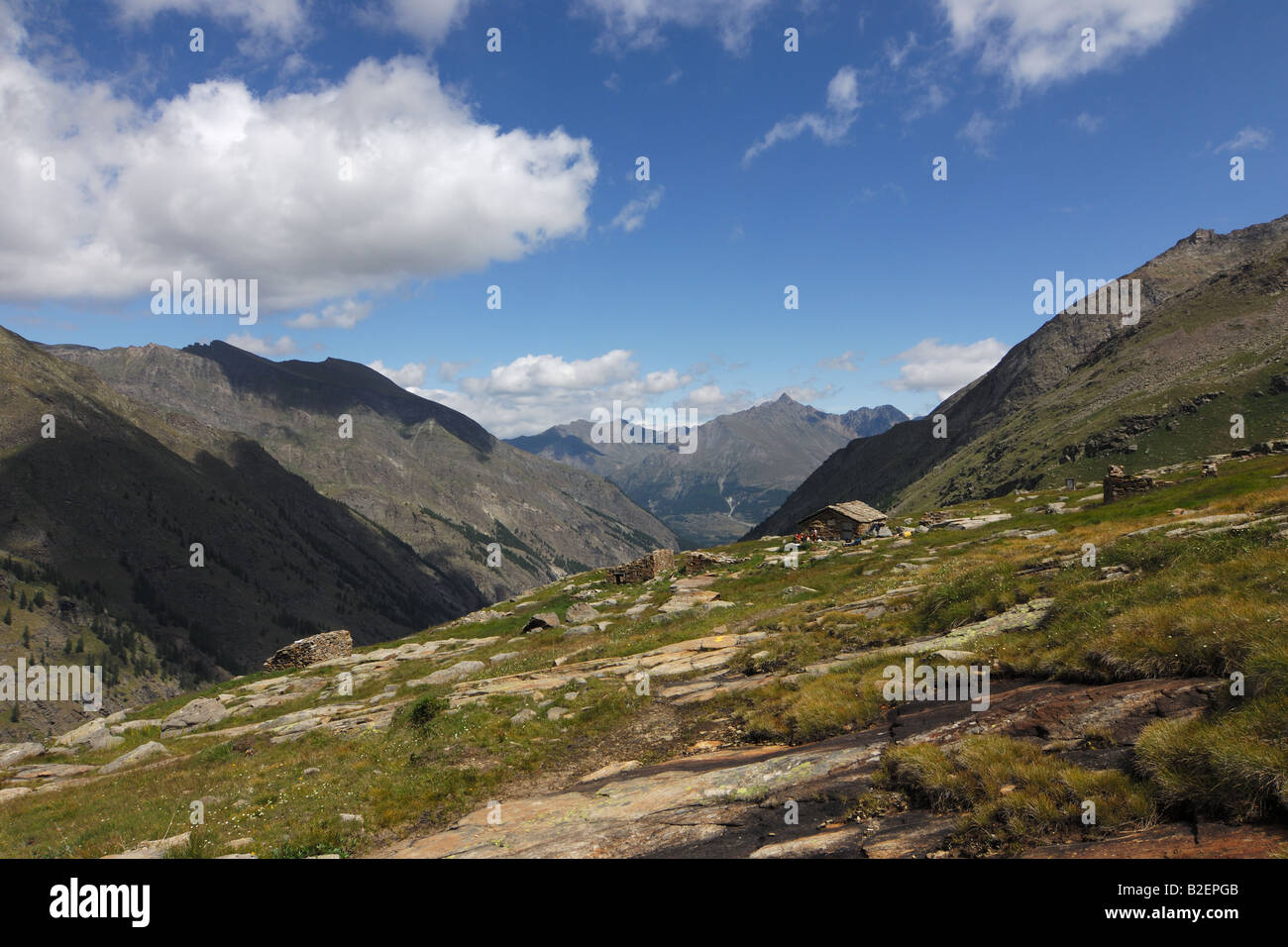 Casolari del argent prateria alpina Valnontey Parco Nazionale Gran Paradiso Valle d'Aoste Italia Italie Alpes italiennes Banque D'Images