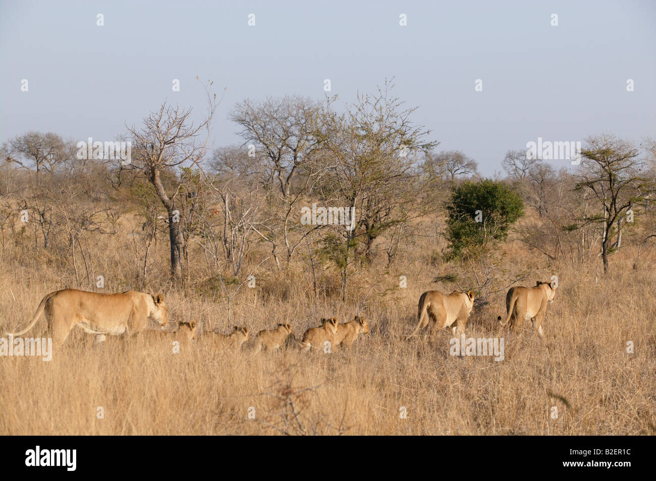 Une troupe de lions en mouvement dirigé par deux femelles suivies de cinq louveteaux et une autre femelle Banque D'Images