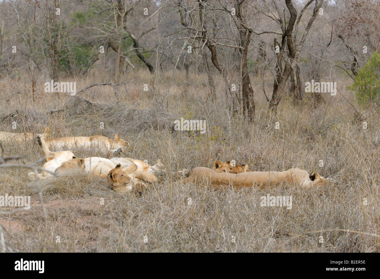 Scenic shot d'une troupe de lions (Panthera leo) se trouvant dans le bushveld sec avec oursons suckling sur lionnes de couchage Banque D'Images