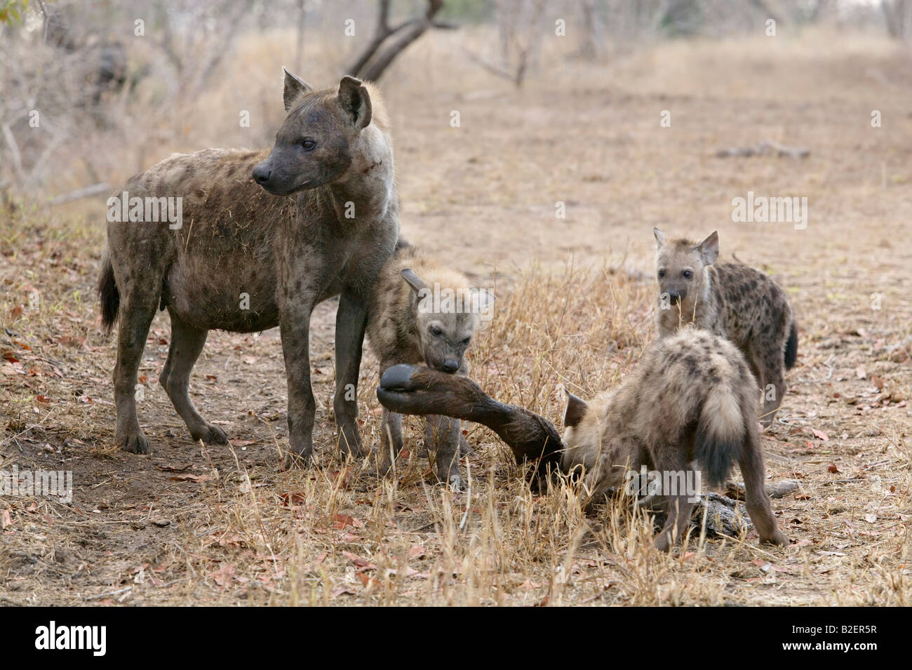 L'hyène tachetée se nourrit de charogne une jambe buffalo Banque D'Images