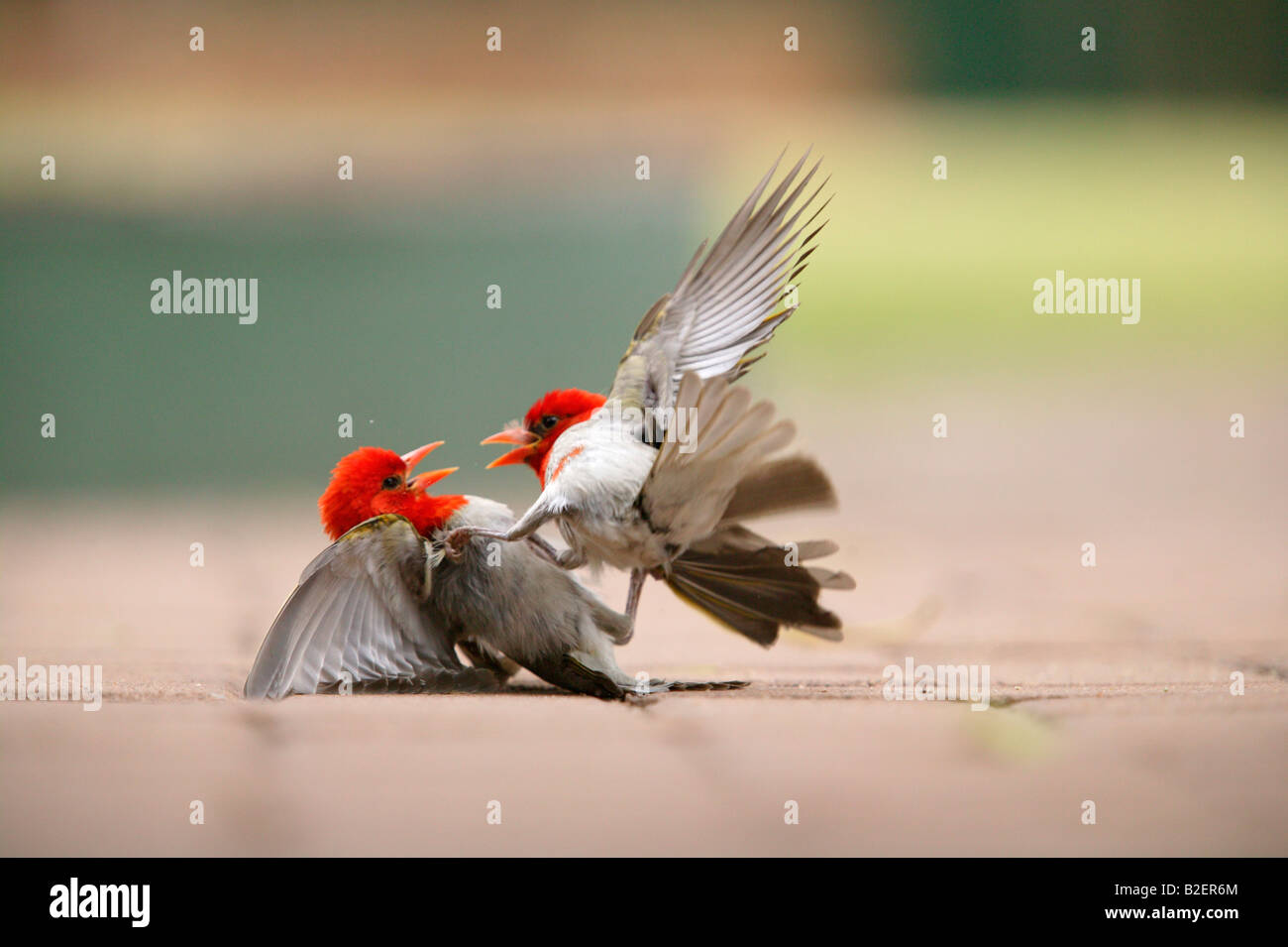 Deux red headed weaver oiseaux combats sur le terrain Banque D'Images