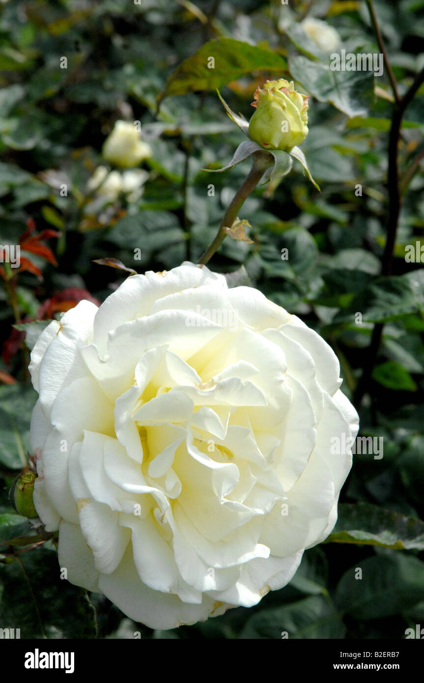 rose blanche Banque D'Images