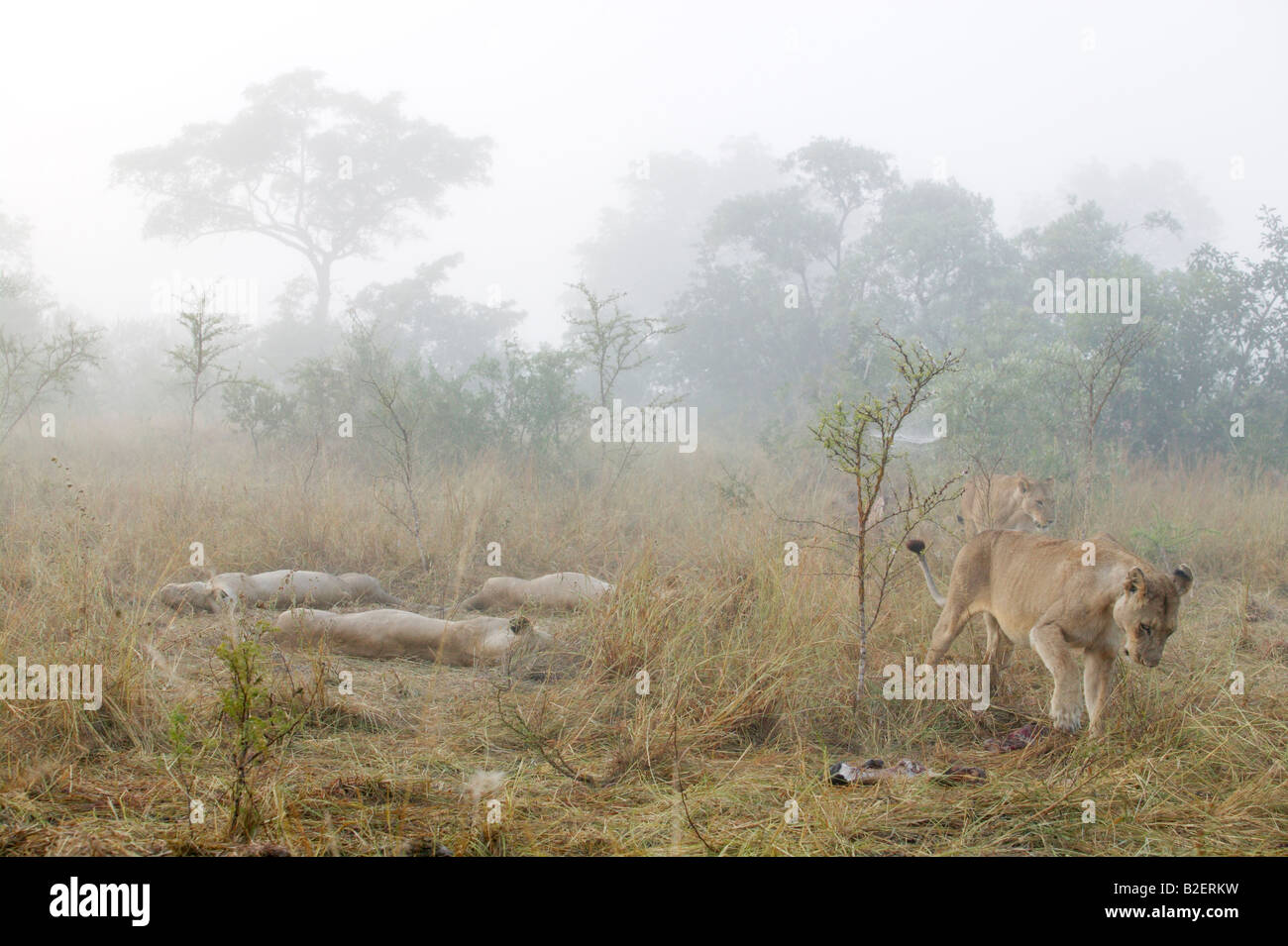 Une troupe de lions se trouve à environ reposant après l'alimentation sur un matin brumeux. Une lionne couvre le reste d'un kill avec l'herbe Banque D'Images