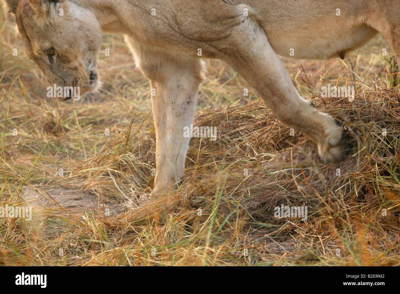 Une lionne couvre le reste d'un kill avec l'herbe de manière à dissimuler l'odeur Banque D'Images