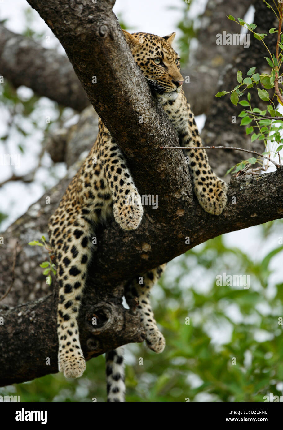 Portrait d'une jeune leopard reposant paresseusement dans un arbre Marula Banque D'Images
