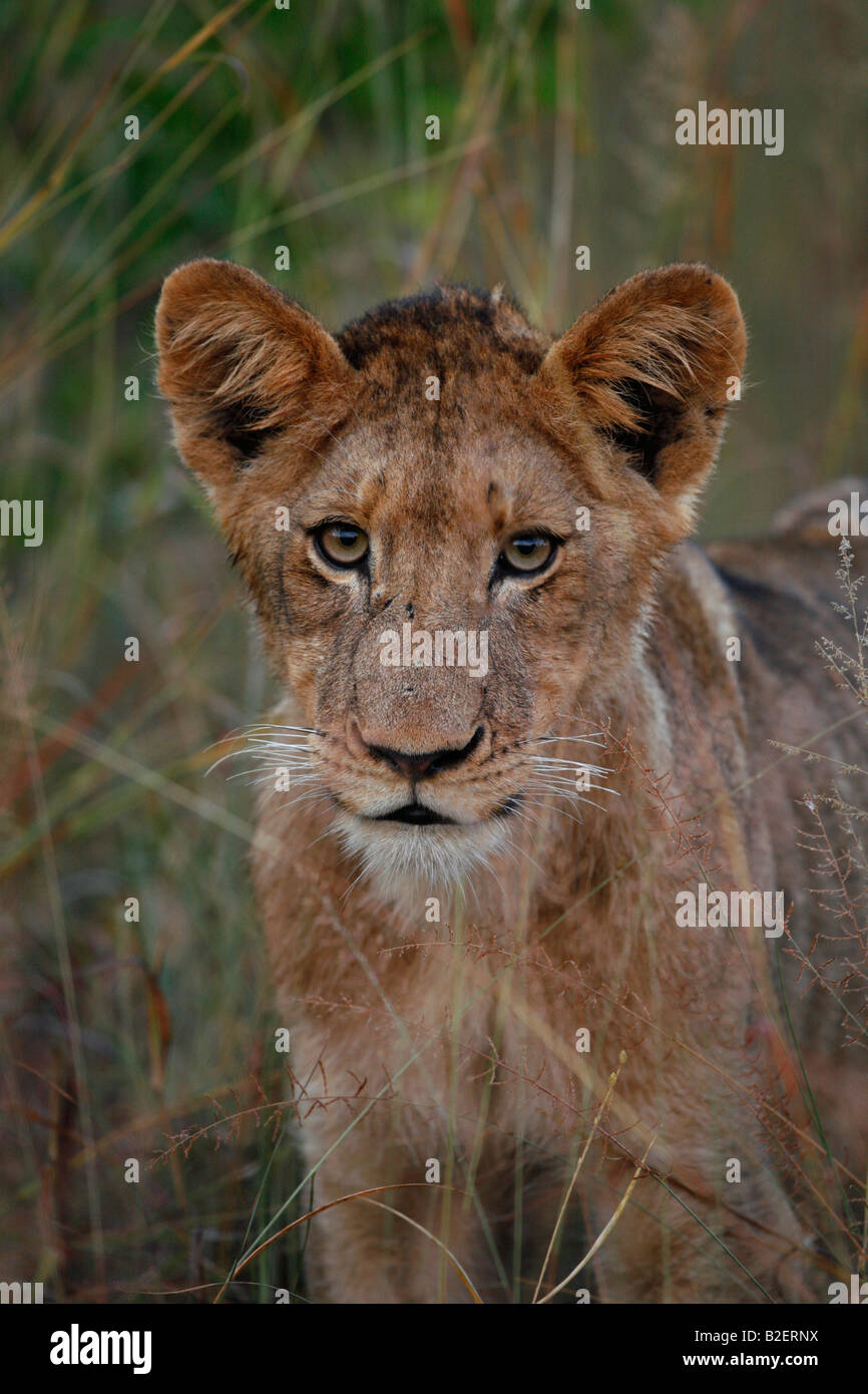 Portrait d'une fine lion cub avec côtes et hanches dépassent Banque D'Images