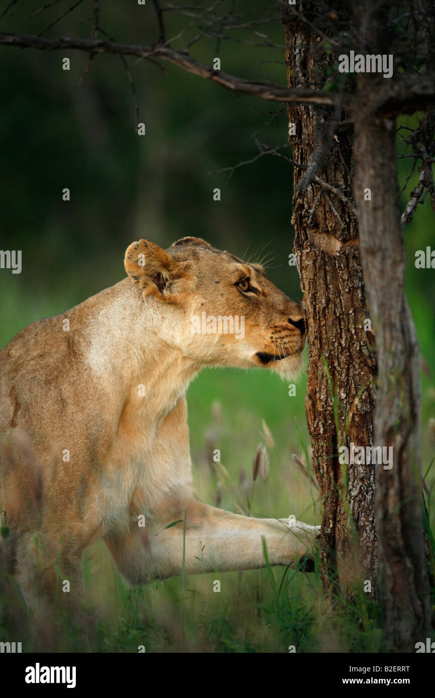 Une lionne renifle et les griffes d'une tige de l'arbre à parfum laissé par d'autres lions qui passe Banque D'Images