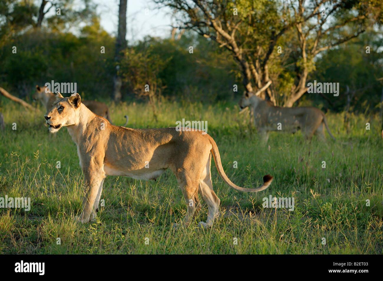 Une troupe de lions pause lors d'une chasse à la recherche de jeu Banque D'Images