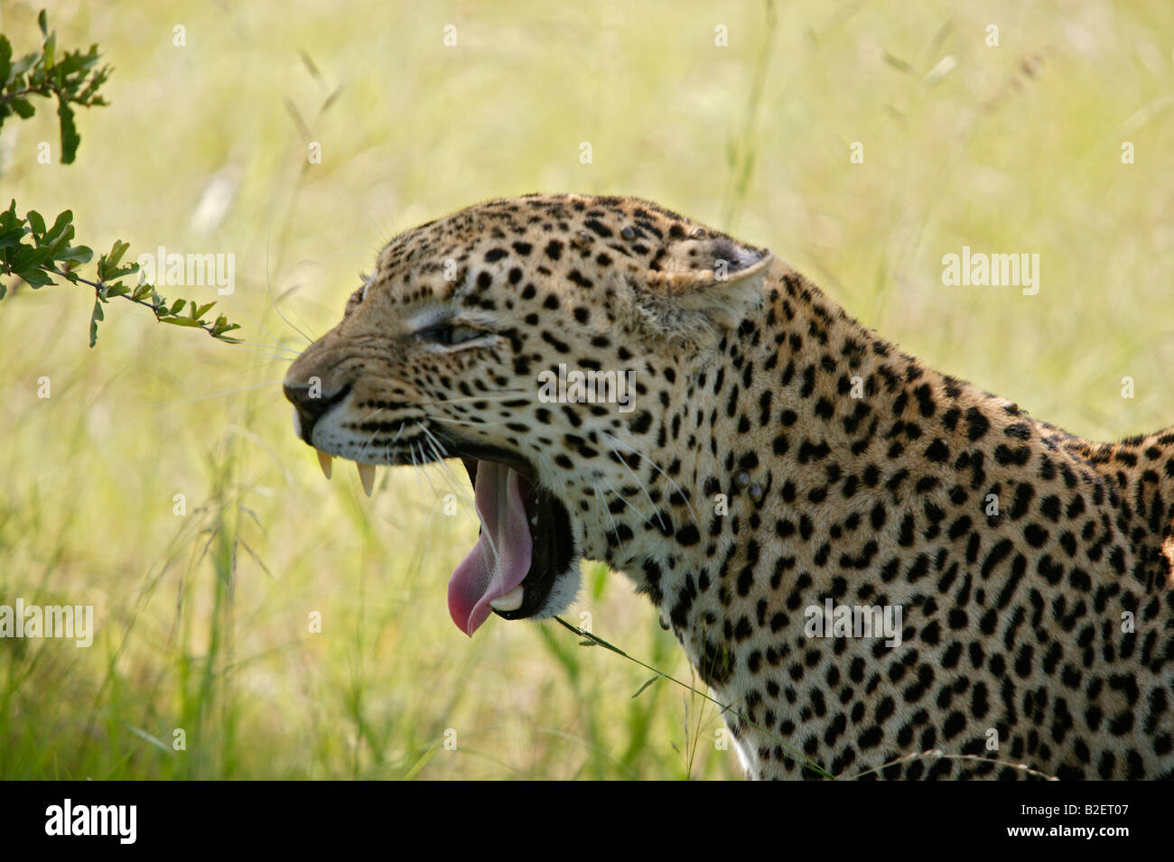 Portrait of a male leopard bâillement Banque D'Images