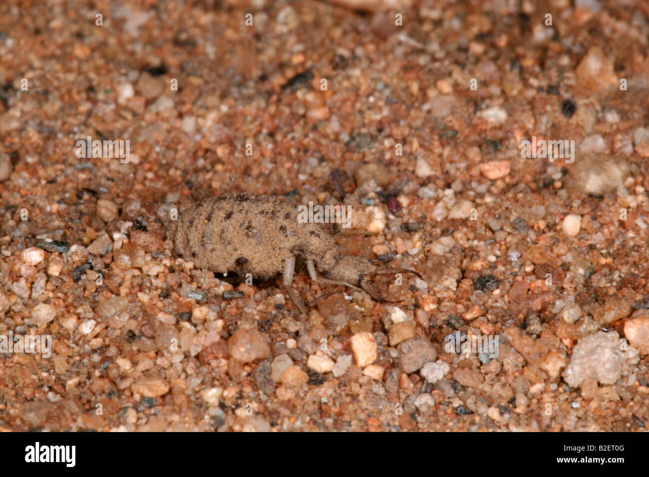 Ant-lion mâle montrant les grandes mâchoires utilisés pour attraper les insectes de tomber dans leurs pièges coniques Banque D'Images