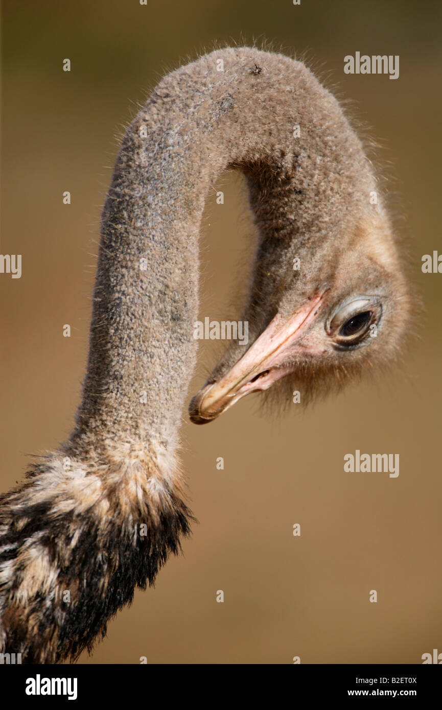 Penché au-dessus d'autruche à double preen Banque D'Images