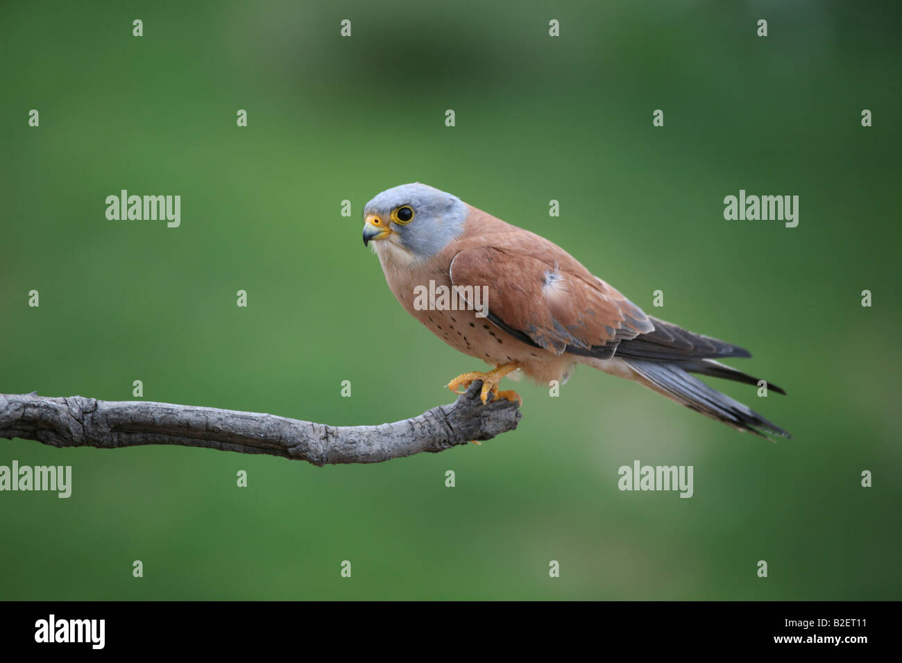 Faucon crécerellette Falco naumanni en Estrémadure Espagne Banque D'Images
