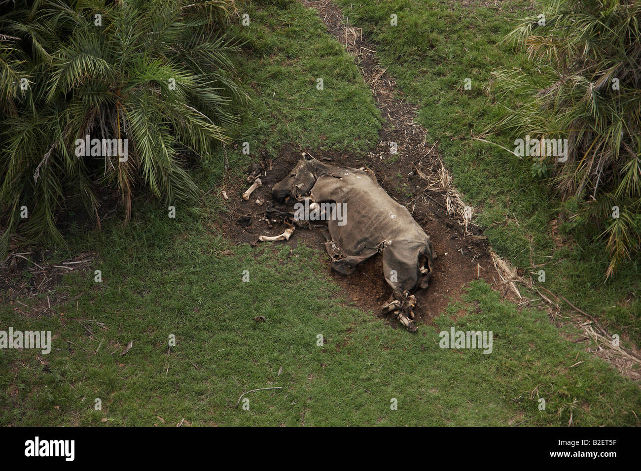 Vue aérienne d'une carcasse de Rhino décomposé en grande partie Banque D'Images