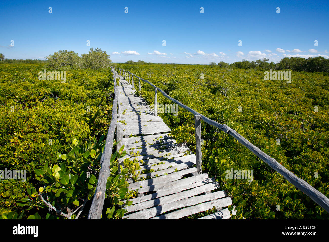 Une passerelle en bois pour les touristes sur l'eau salée des forêts de mangroves sur la péninsule de Barra avec les mangroves blanc et noir Banque D'Images