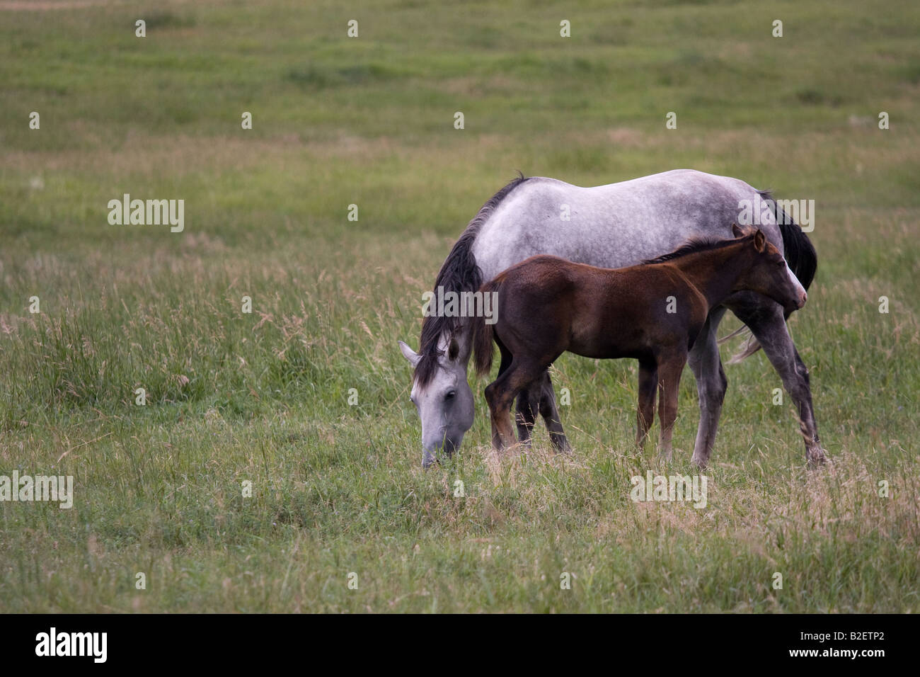 Gris pommelé quarter horse poulain alezan avec mare, le pâturage dans un pâturage de tall Green grass Banque D'Images