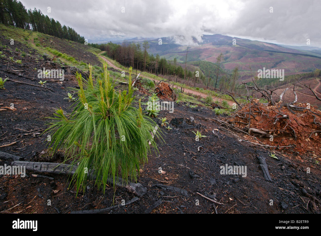 Une vue panoramique sur les plantations détruites par les incendies de forêt avec de grandes parcelles de brown montrant les arbres brûlés Banque D'Images