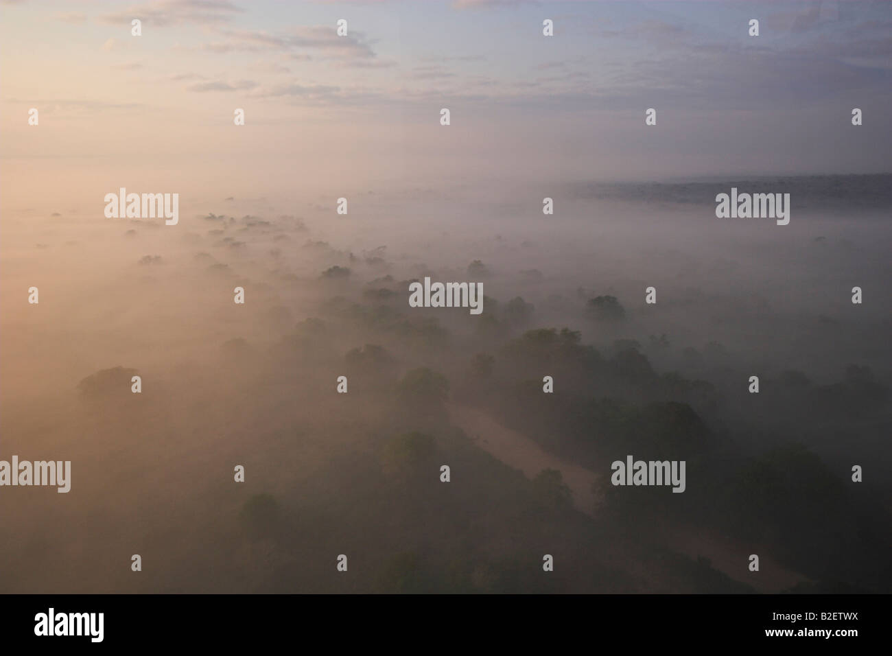 Vue aérienne des arbres et une rivière montrant à travers la brume du matin Banque D'Images