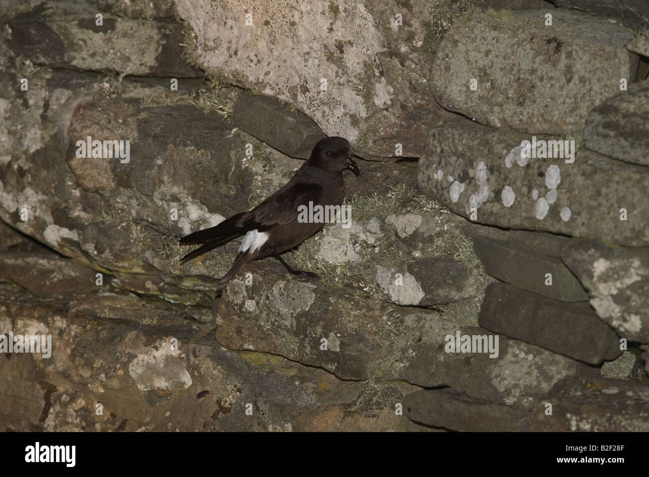 Pétrel tempête Hydrobates pelagicus) sur le mur de l'âge de fer Broch réserve RSPB Mousa Mousa Isle Shetland Islands Scotland UK Juin Banque D'Images