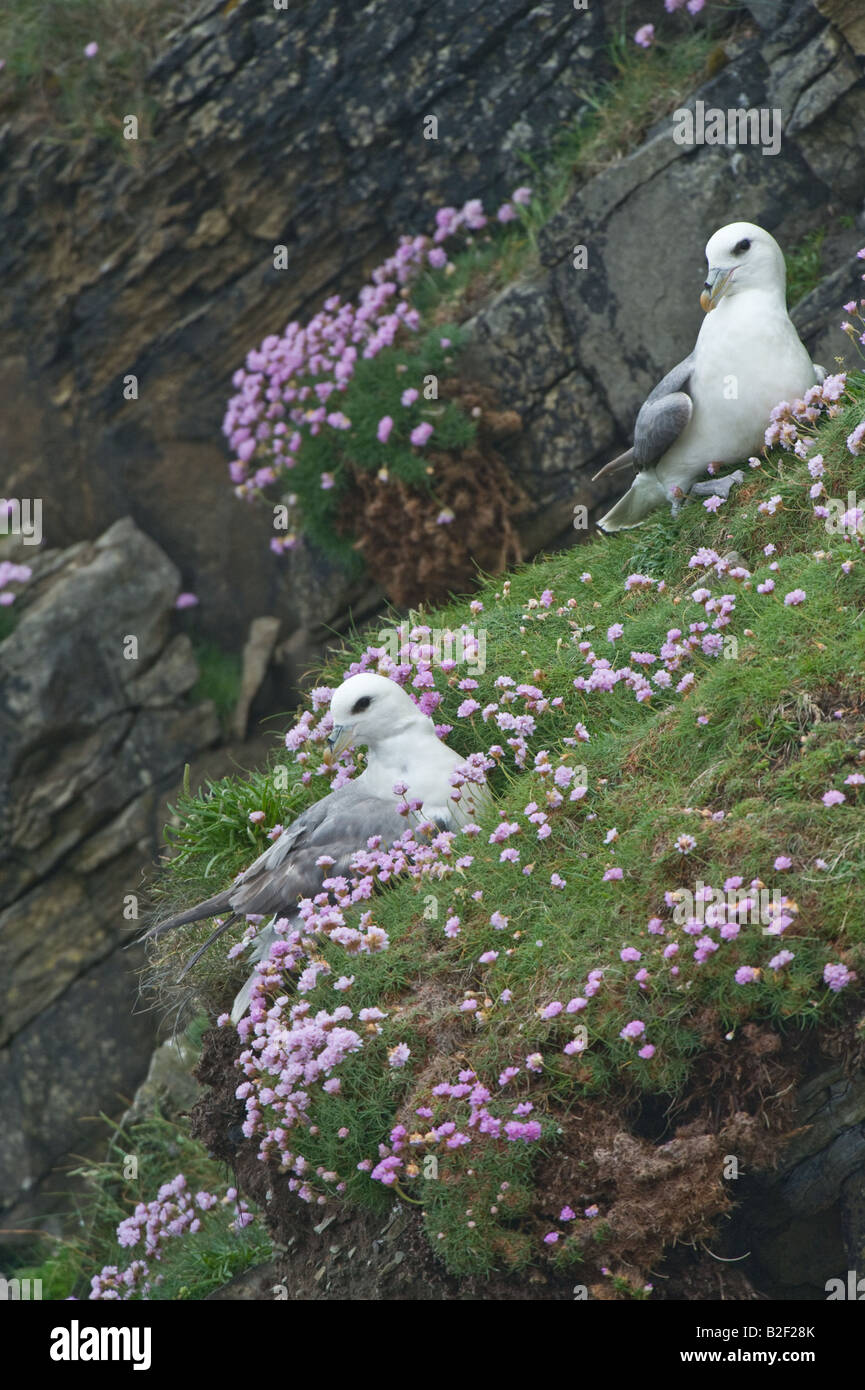 Fulmar boréal Fulmarus glacialis adultes sur nid parmi la floraison de plus en plus d'épargne sur cliff' Établissement"Sumburgh Shetland Islands Scotland UK Juin Banque D'Images