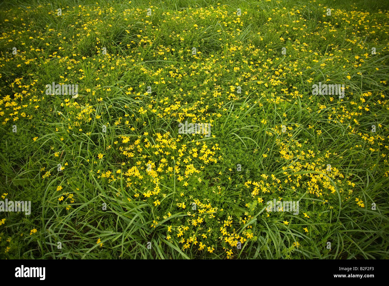Domaine de la liberté d'herbe verte et des fleurs jaunes en Nouvelle Angleterre avec des tons d'un film dans l'Amérique rurale près de nature spirituelle Banque D'Images