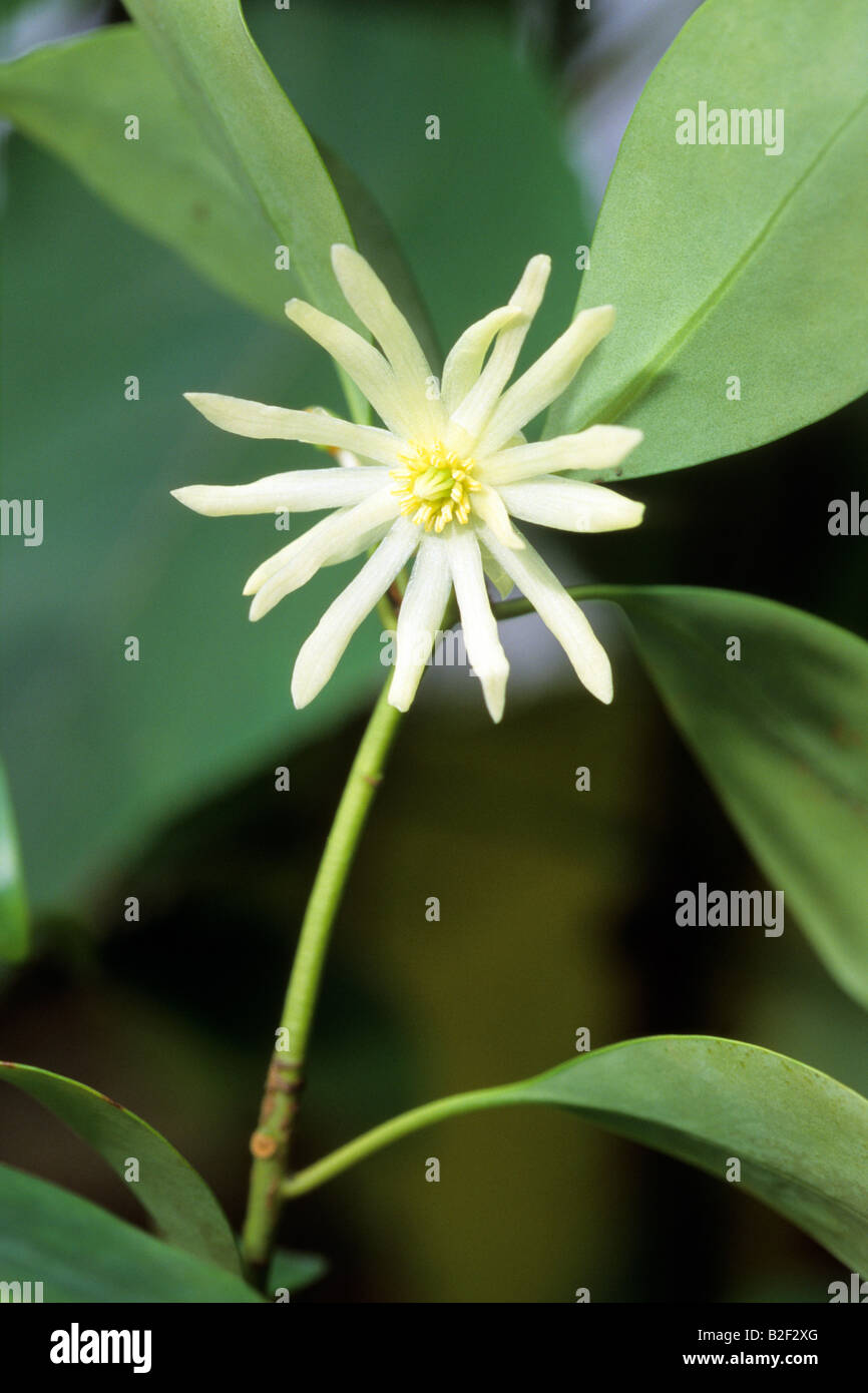 Anis étoilé du Japon (Illicium anisatum), la floraison Banque D'Images