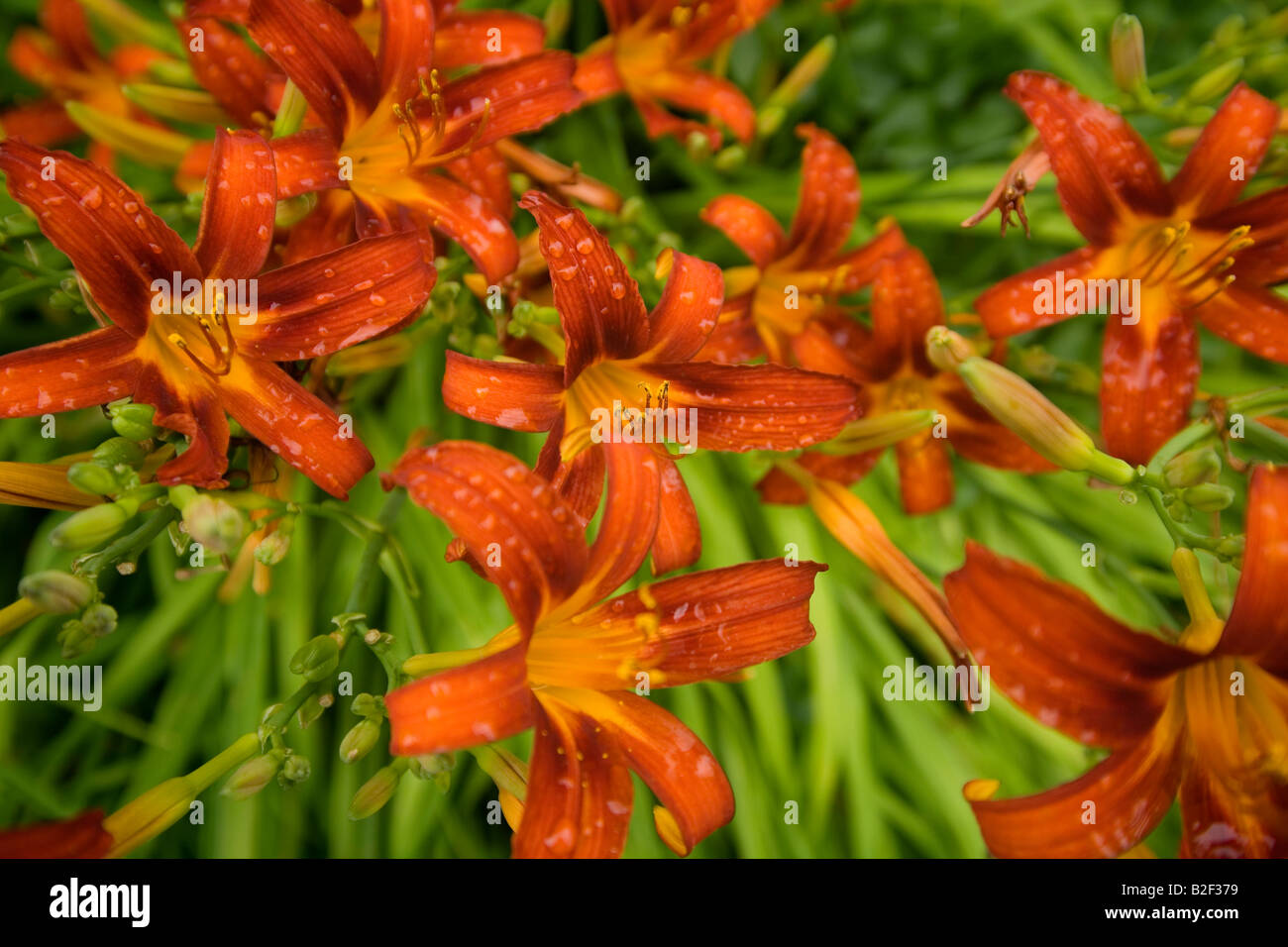 Calme relaxant en fleurs vivaces orange rouge tranquille tiger lilies sur journée ensoleillée dans quartier calme sur le terrain de la Nouvelle Angleterre avec lumière douce rosée pluie après in focus Banque D'Images