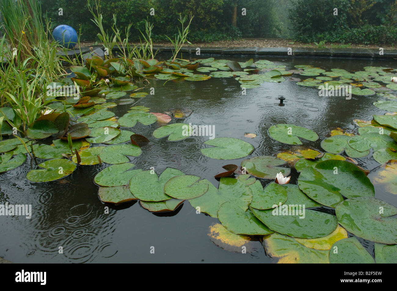 Étang de jardin sous la pluie avec de l'eau de nénuphars et autres plantes aquatiques en été Banque D'Images
