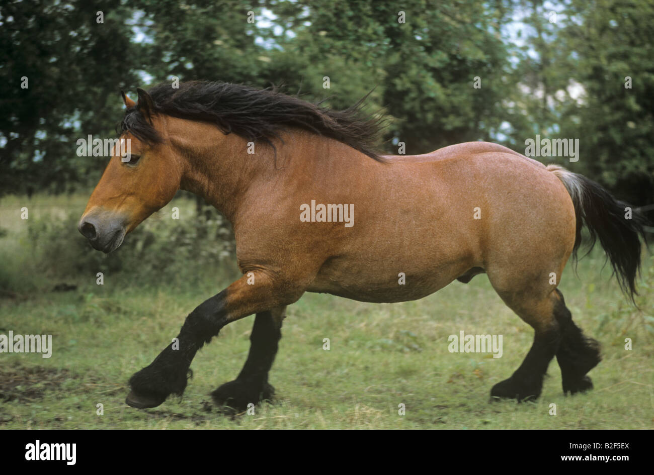 Belgian Heavy Horse on meadow Banque D'Images