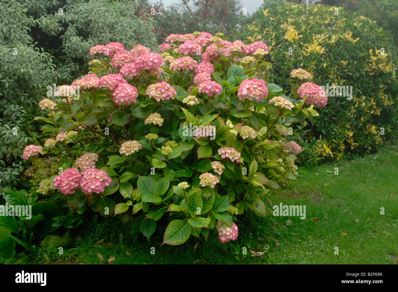 Arbuste à fleurs Hortensia rouge montrant la chlorose causée par une carence en fer induite par la chaux Fe Banque D'Images