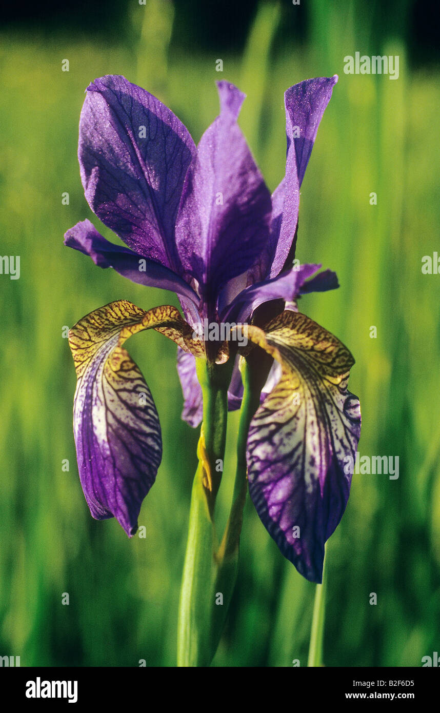 Iris sibirica Iris de Sibérie / Banque D'Images