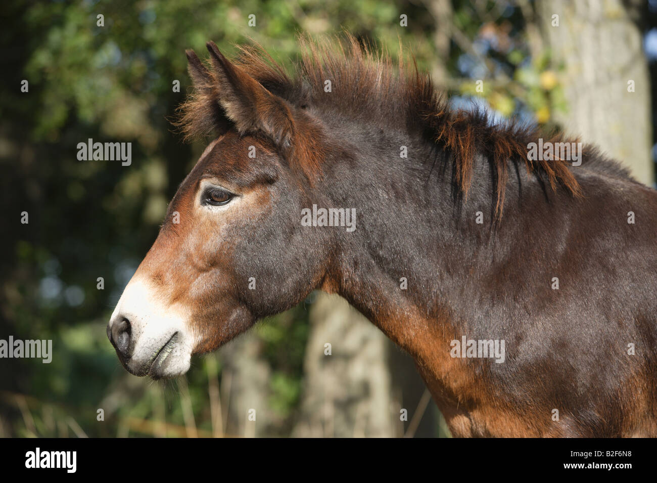 Mule, portrait d'adulte Banque D'Images