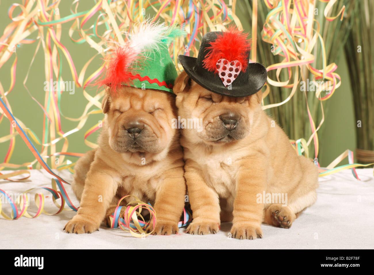 Deux chiots Shar Pei - assis entre les banderoles de papier Banque D'Images Deux chiots Shar Pei - assis entre les banderoles de papier Banque D'Images