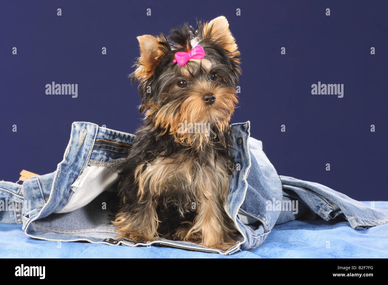 Chiot Yorkshire Terrier - assis en jeans Banque D'Images Chiot Yorkshire Terrier - assis en jeans Banque D'Images