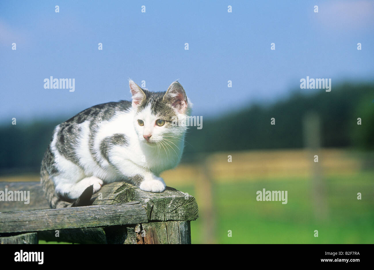 Chaton - sitting on wooden fence Banque D'Images