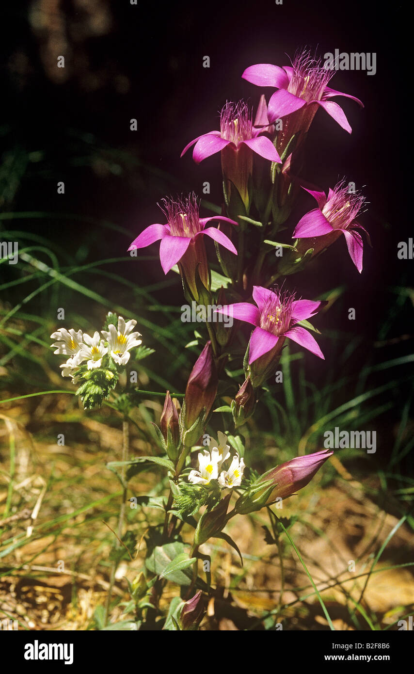 / Gentiane Gentianella aspera Banque D'Images