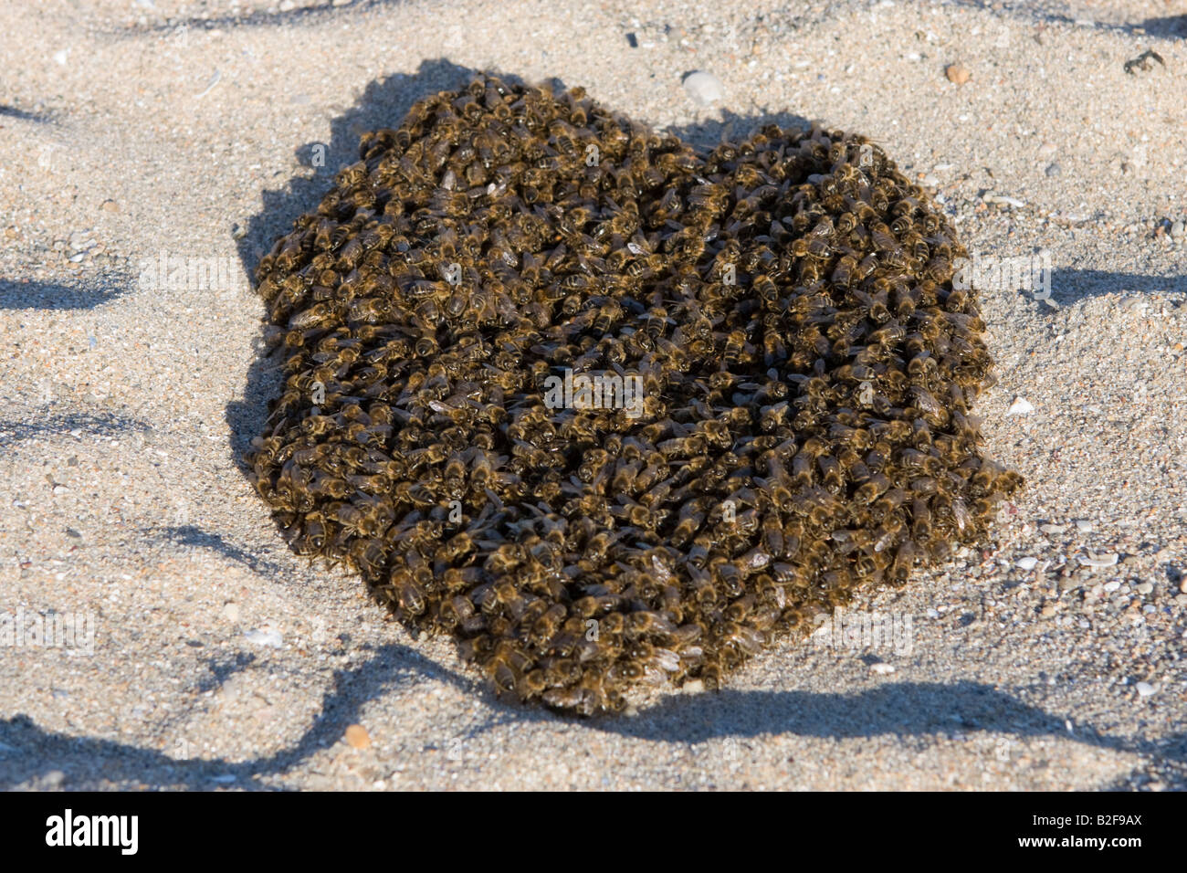 L'essaimage des abeilles sur une plage, Bretagne, France, Europe Banque D'Images