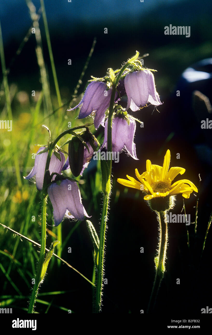 Bellflower épandage et hawksbeard Banque D'Images