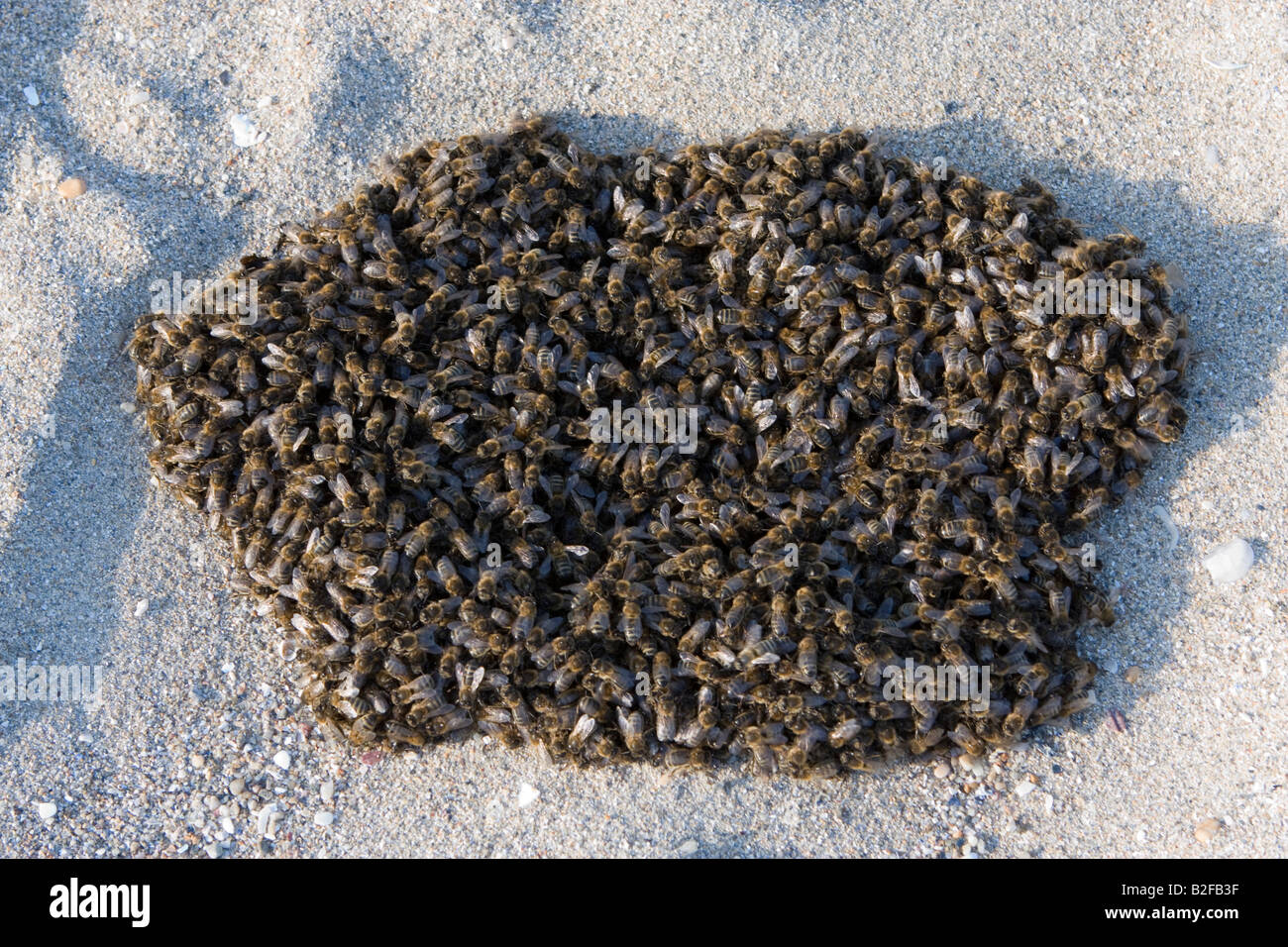 L'essaimage des abeilles sur une plage, Bretagne, France, Europe Banque D'Images