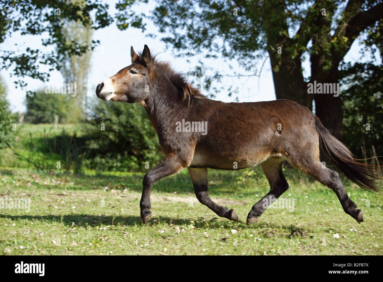 Mule (Equus domesticus x asinus),. Trottingon adulte dans un pré Banque D'Images