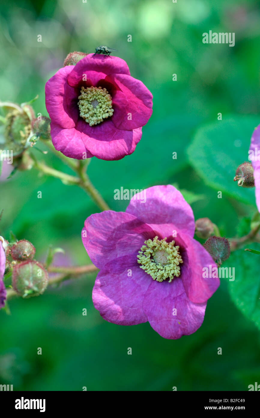 RUBUS ODORATUS Banque D'Images
