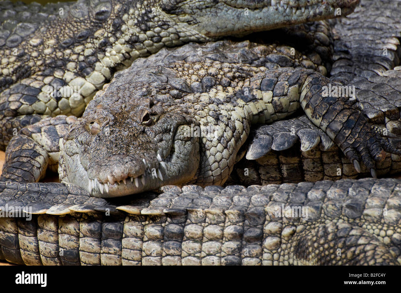 Les alligators américains captifs Banque D'Images Les alligators américains captifs Banque D'Images