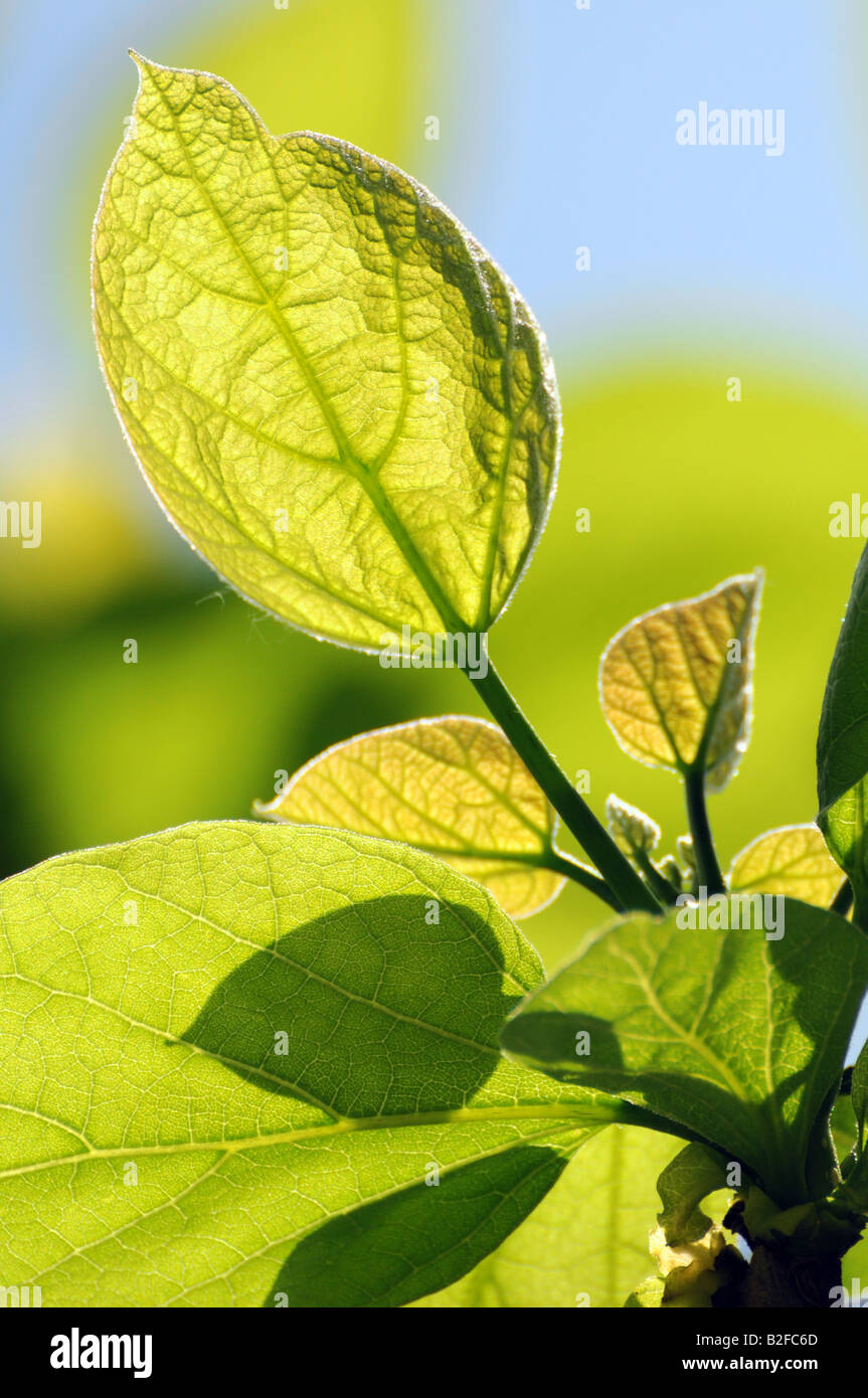 Les feuilles des arbres Bean (Catalpa speciosa) Banque D'Images