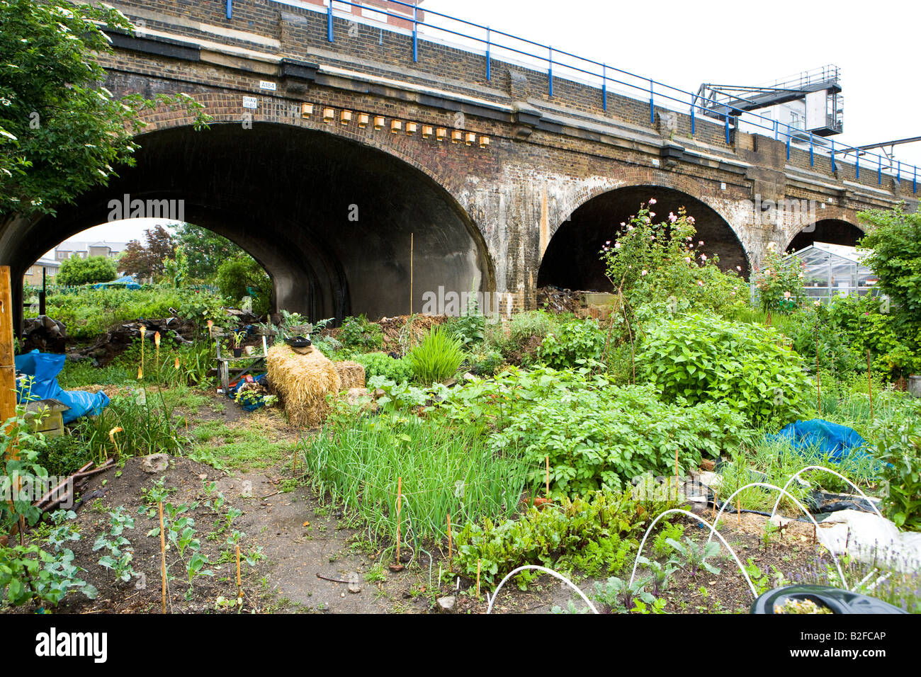 Les potagers sur un allotissement à Londres East end Banque D'Images