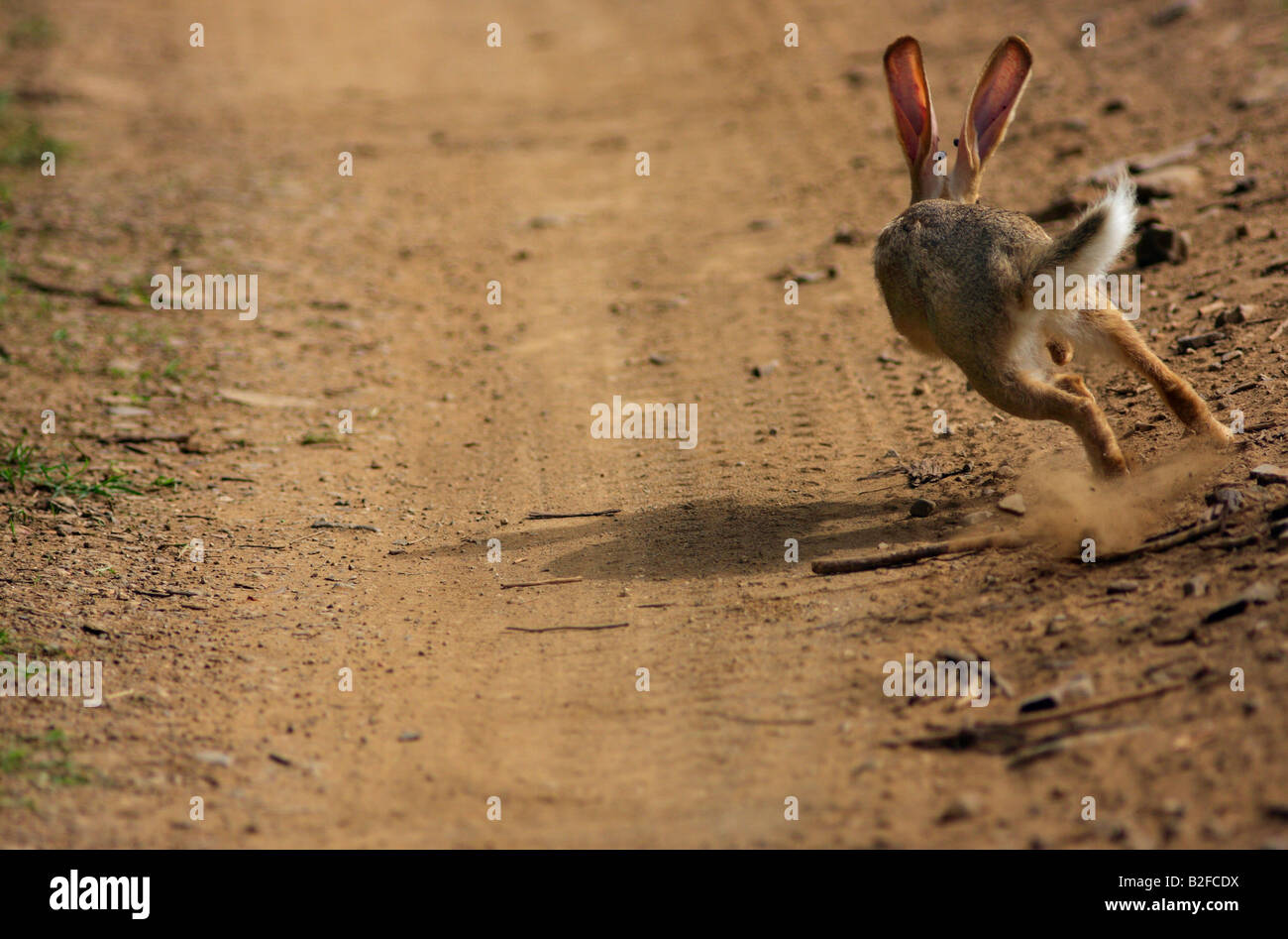 Jungle cou noir Hare en action, Ranthambhore forest, de l'Inde. Banque D'Images