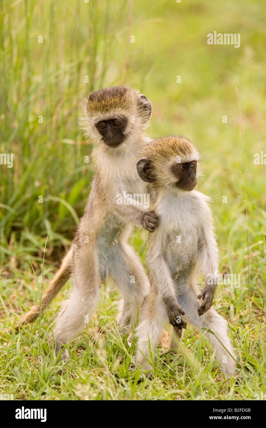 Les nourrissons un singe Cercopithecus aethiops Serengeti Tanzanie Banque D'Images